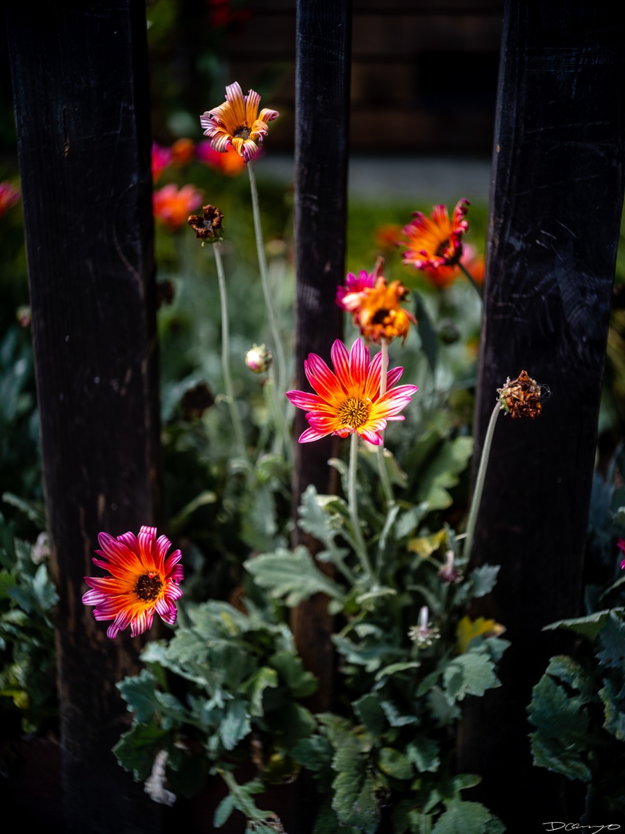 Pretty things that I wanted to take pictures of around Berkeley in 2023.